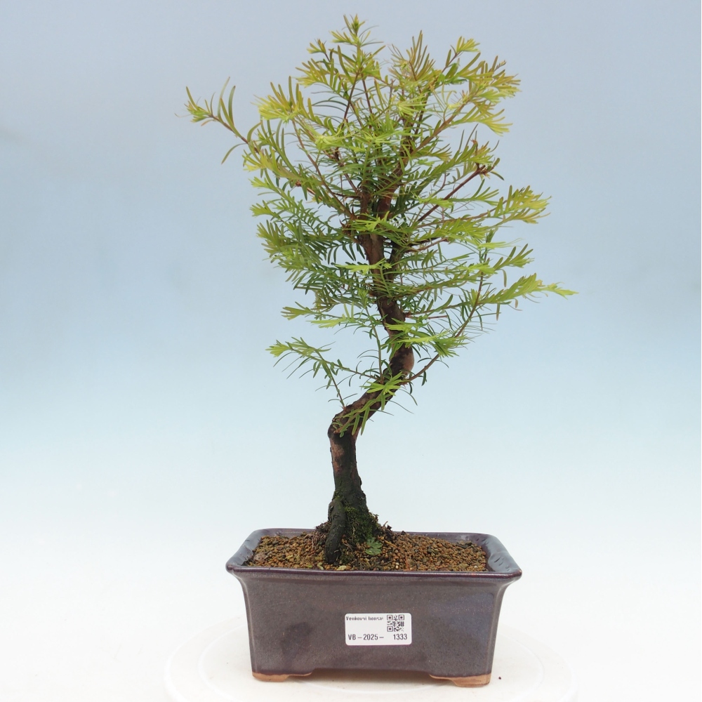 Venkovní bonsai - Metasequoia glyptostroboides - Metasekvoje čínská