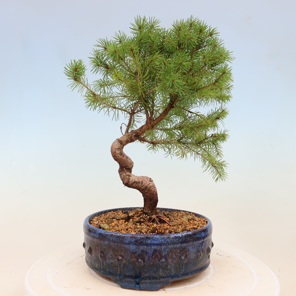 Venkovní bonsai- Smrk kulovitý - Picea glauca globe