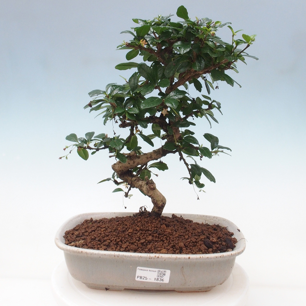 Pokojová bonsai - Carmona macrophylla - Čaj fuki