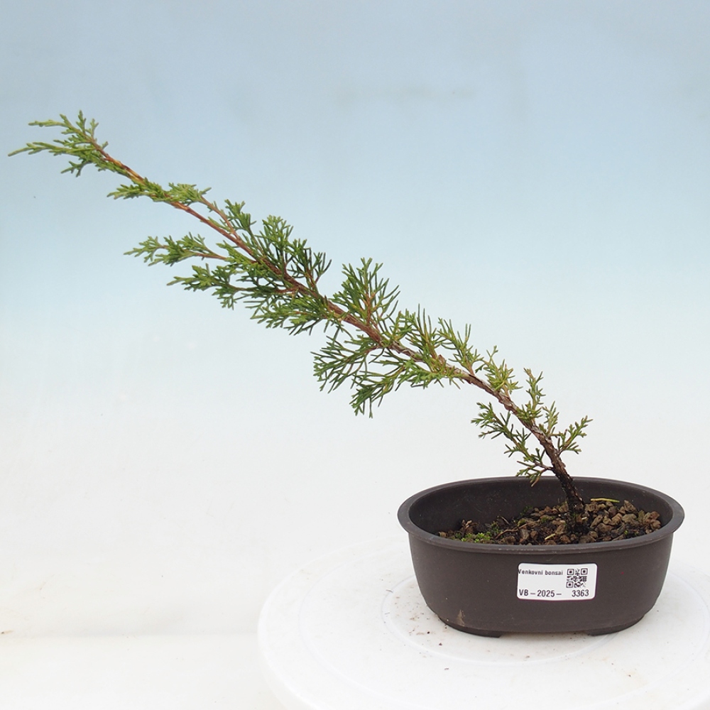 Venkovní bonsai - Juniperus chinensis Itoigawa -Jalovec čínský