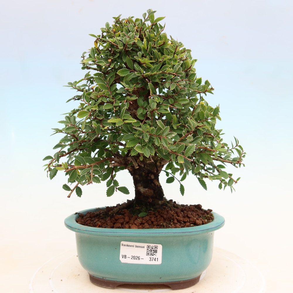 Venkovní bonsai - Zelkova - Zelkova NIRE