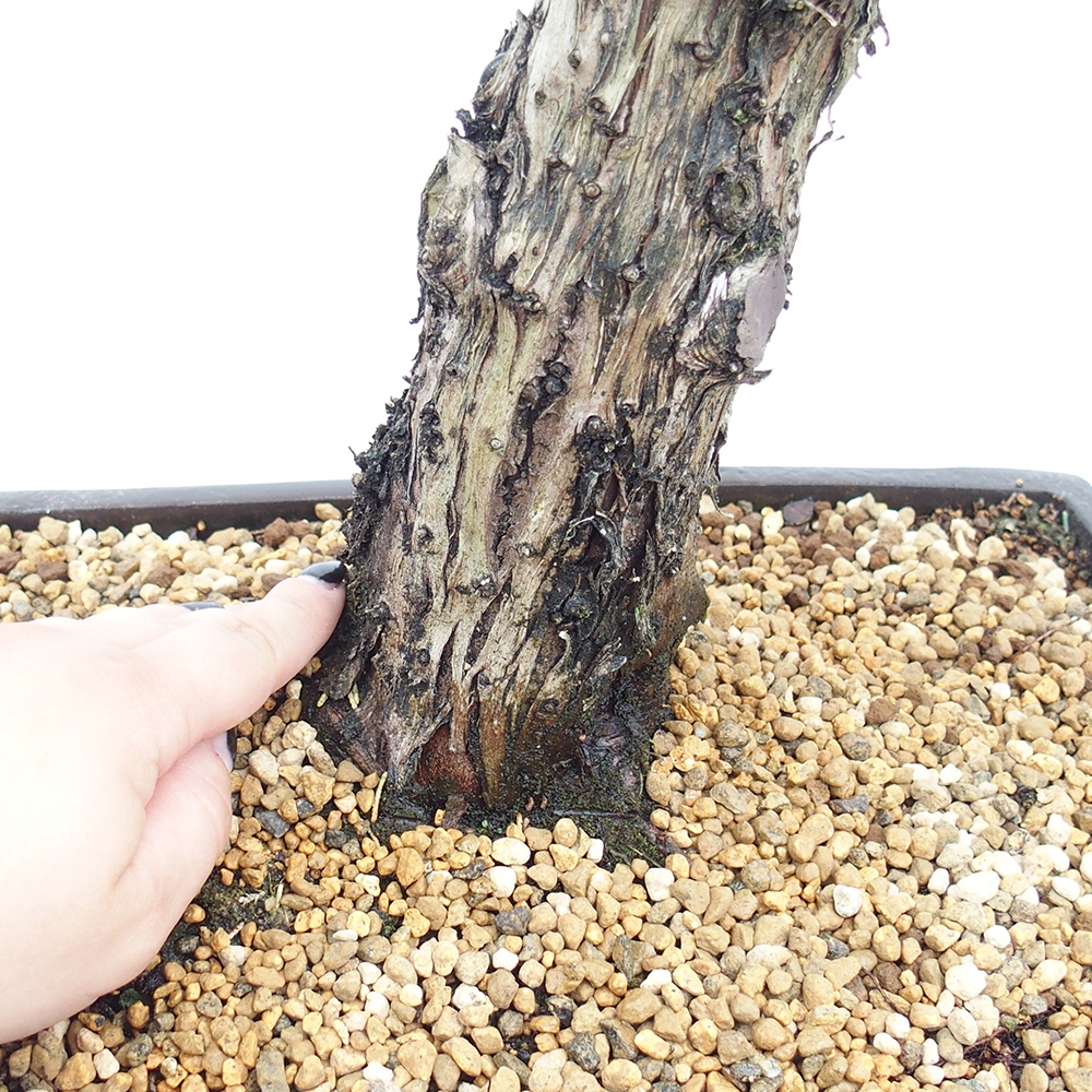 Venkovní bonsai - Juniperus chinensis  - Jalovec čínský 