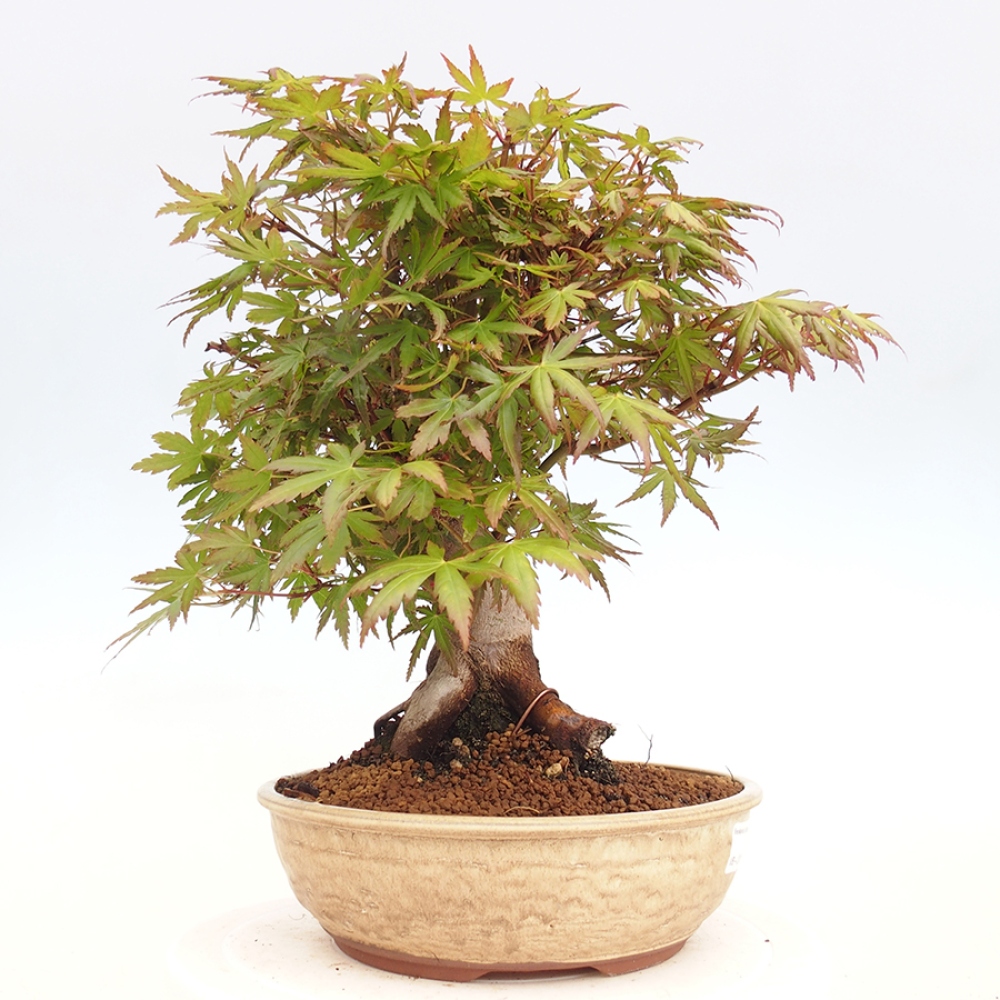 Venkovní bonsai - Acer palmatum  - Javor dlanitolistý