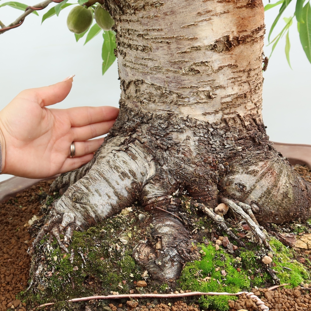Venkovní bonsai - Prunus dulcis – Mandloň obecná