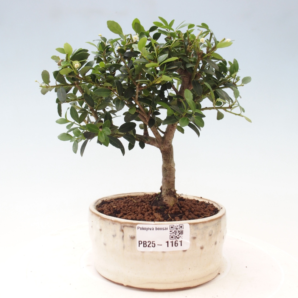 Pokojová bonsai - Ilex crenata - Cesmína