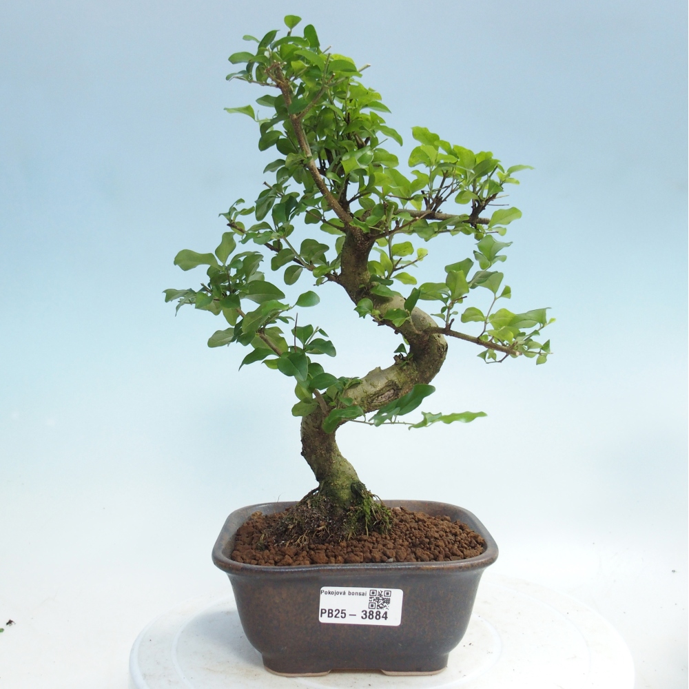 Pokojová bonsai -Ligustrum chinensis - Ptačí zob