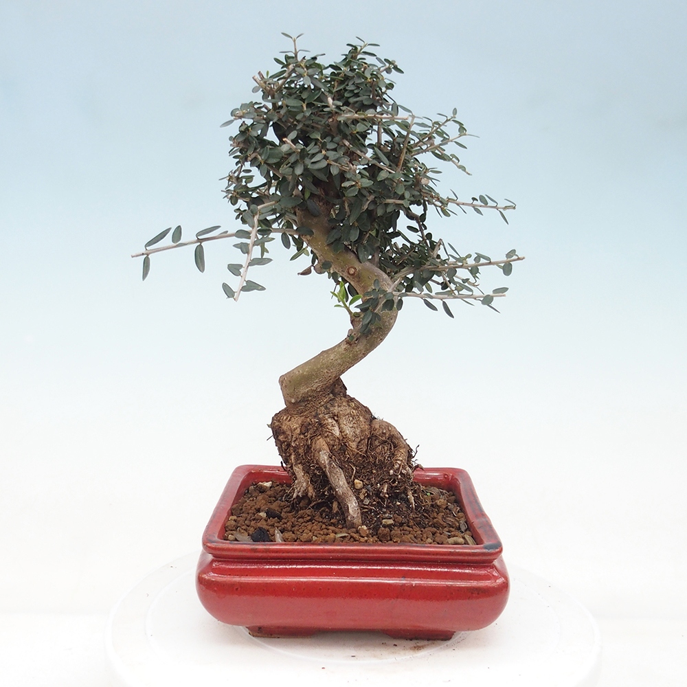 Pokojová bonsai - Olea europaea sylvestris -Oliva evropská drobnolistá