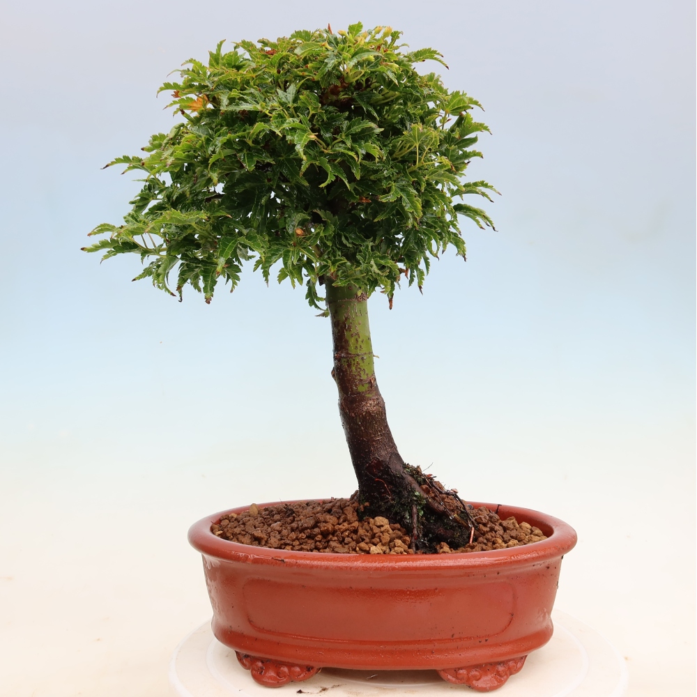 Venkovní bonsai -Javor dlanitolistý Acer palmatum Shishigashira