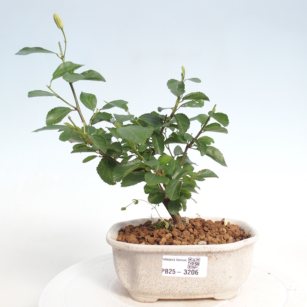 Pokojová bonsai - Grewia occidentalis - Hvězdice levandulová