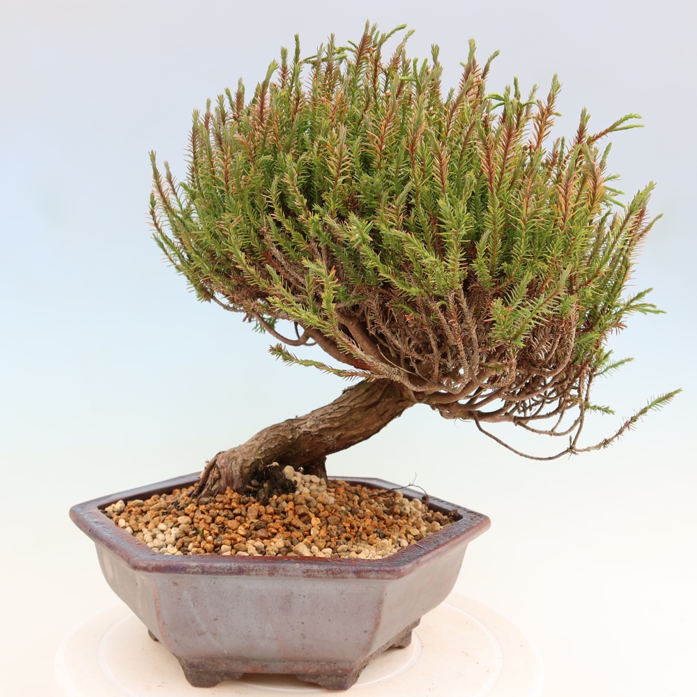 Venkovní bonsai - Cryptomeria - Kryptomerie