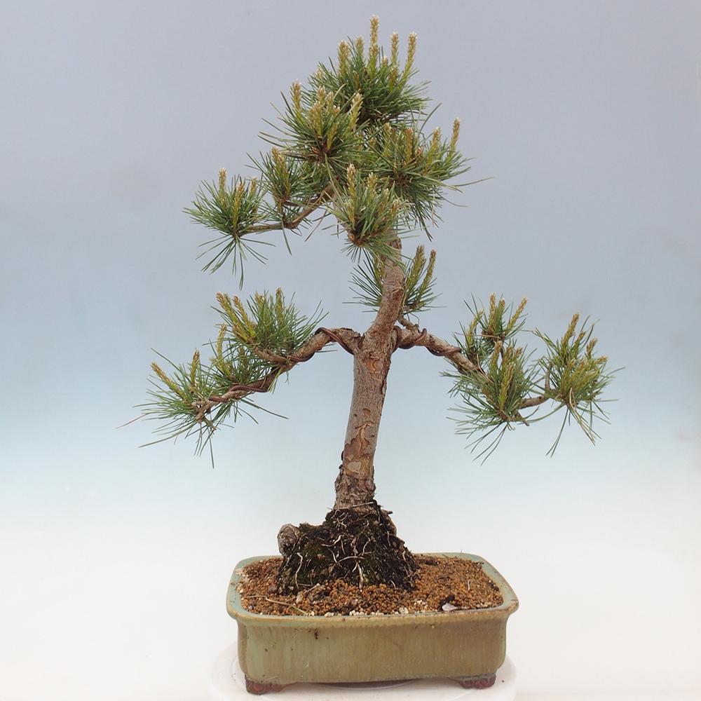 Venkovní bonsai - Pinus Sylvestris Watererri - Borovice lesní
