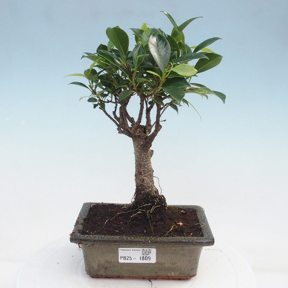 Pokojová bonsai - Ficus retusa -  malolistý fíkus