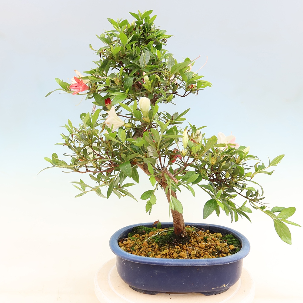 Venkovní bonsai - Japonská azalka - Azalea Senhime