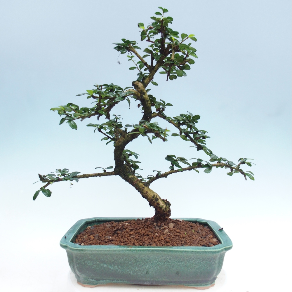 Pokojová bonsai - Carmona macrophylla - Čaj fuki