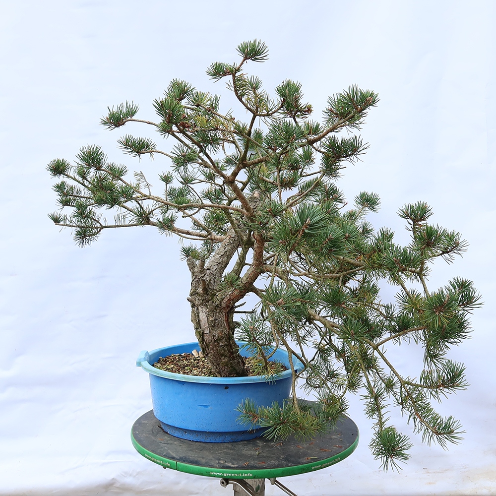 Pinus sylvestris Španělsko - borovice lesní