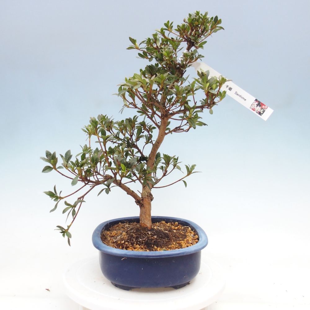 Venkovní bonsai - Japonská azalka - Azalea Senhime