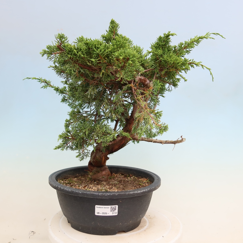 Venkovní bonsai - Juniperus chinensis Itoigawa-Jalovec čínský