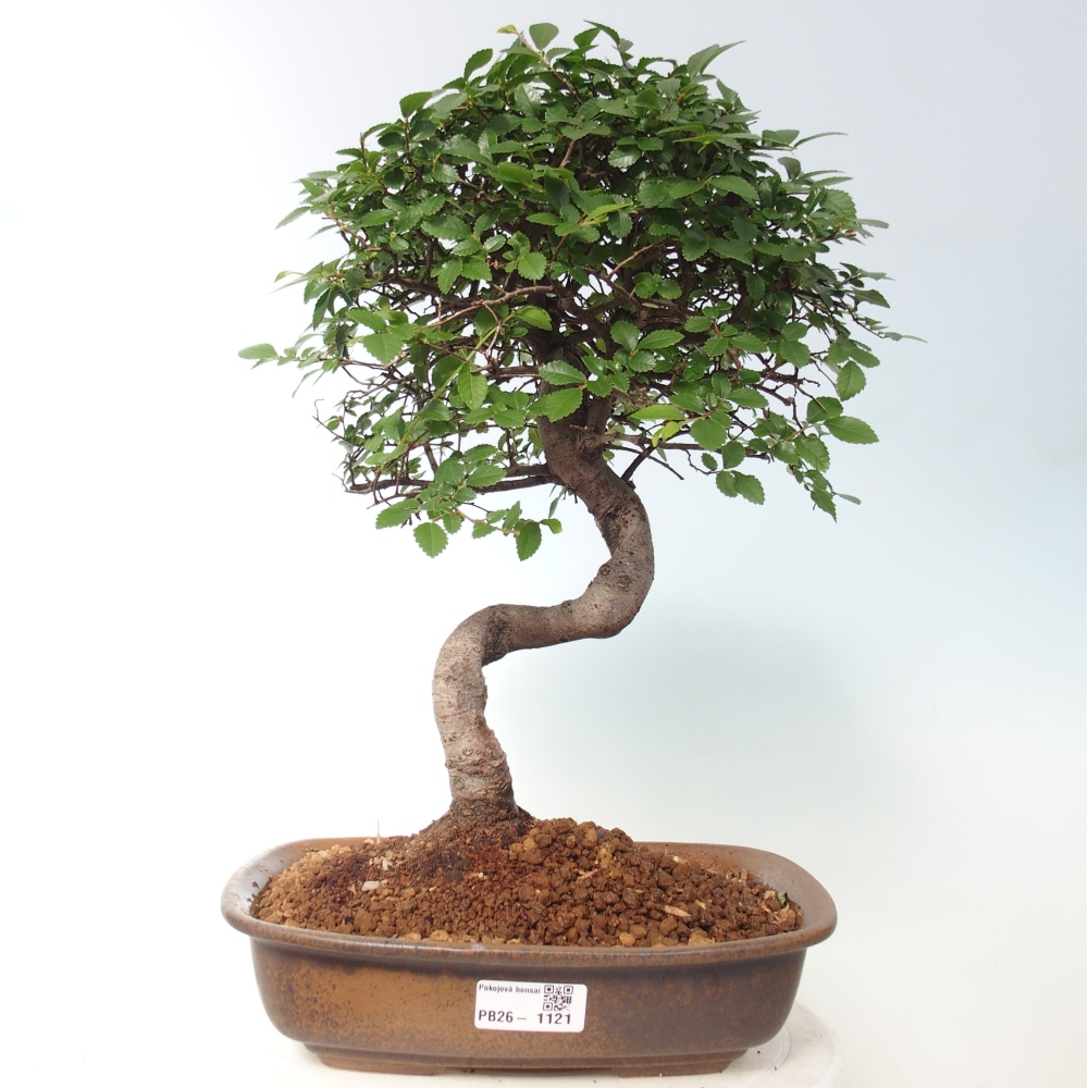 Pokojová bonsai - Ulmus parvifolia - Malolistý jilm