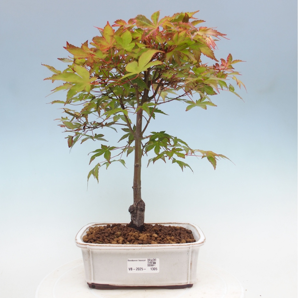 Javor dlanitolistý - Acer palmatum Beni Tsukasa