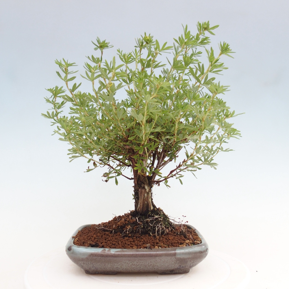 Venkovní bonsai-Mochna křovitá - potentila fruticosa yellow Bird