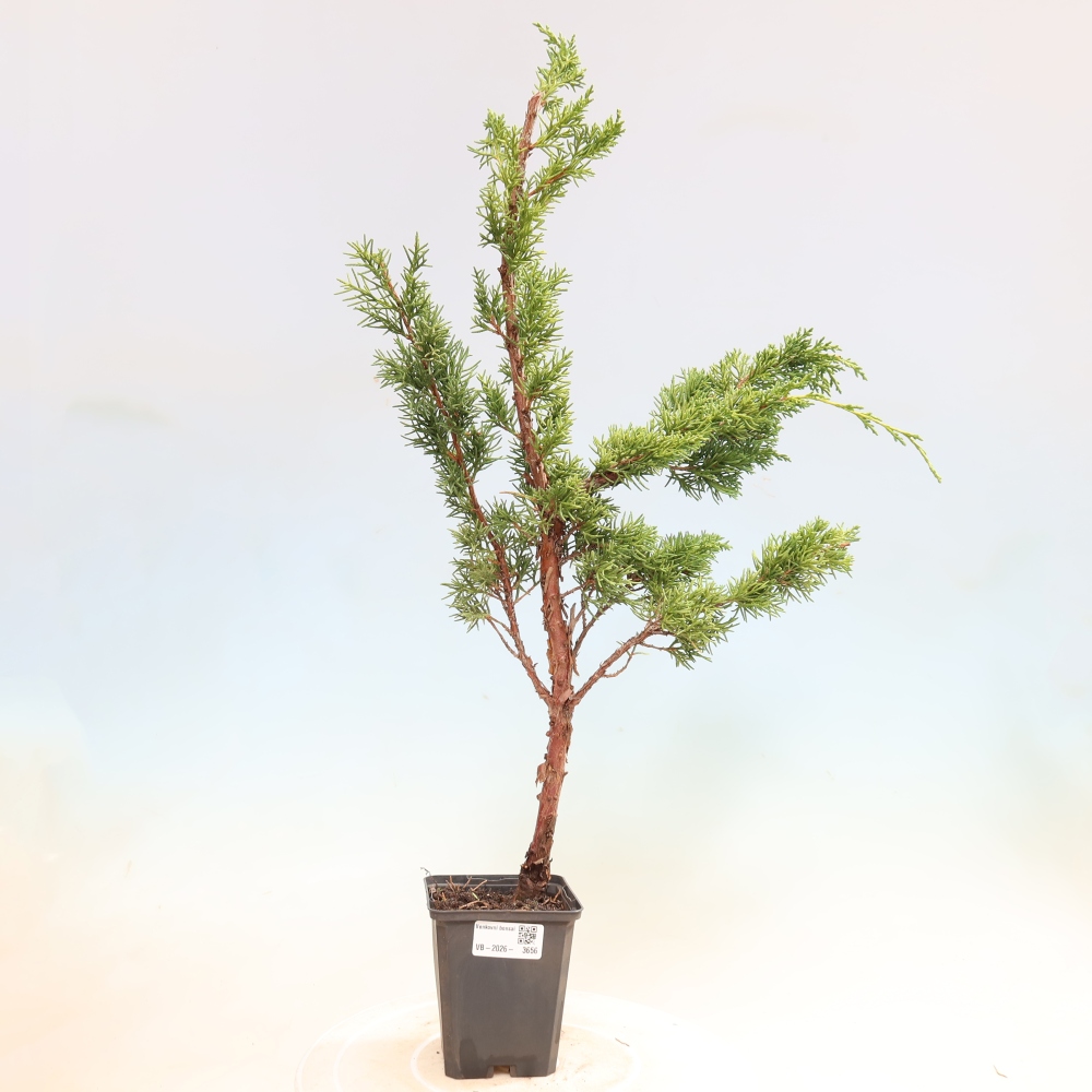 Venkovní bonsai - Juniperus chinensis Kishu -Jalovec čínský