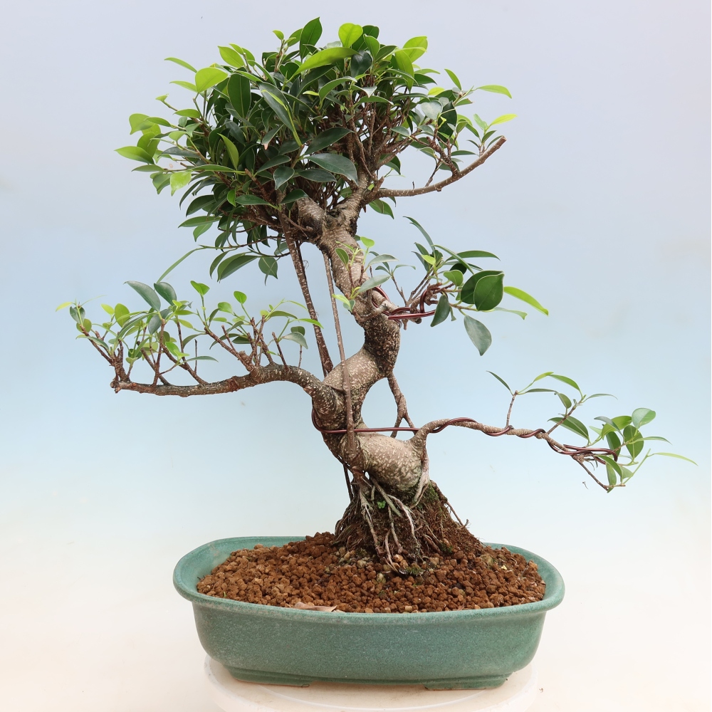 Pokojová bonsai - Ficus kimmen -  malolistý fíkus