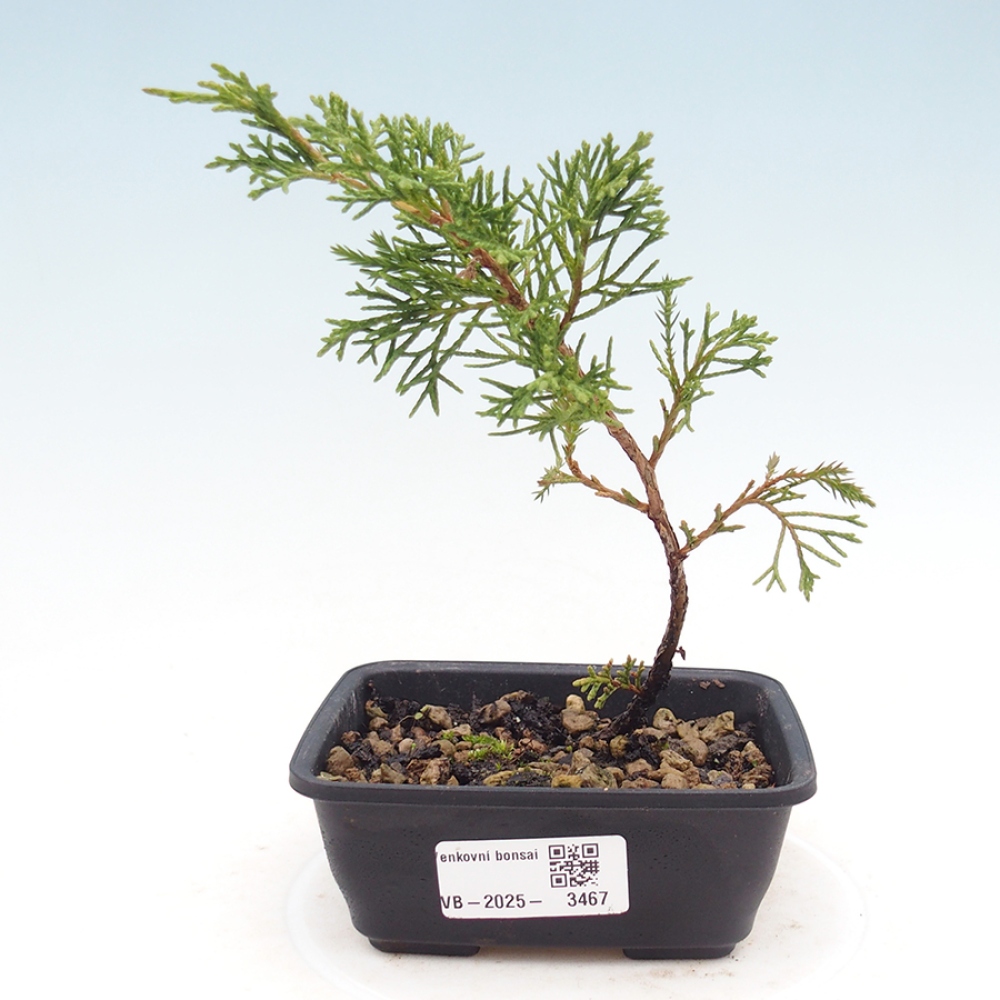 Venkovní bonsai - Juniperus chinensis Itoigawa -Jalovec čínský