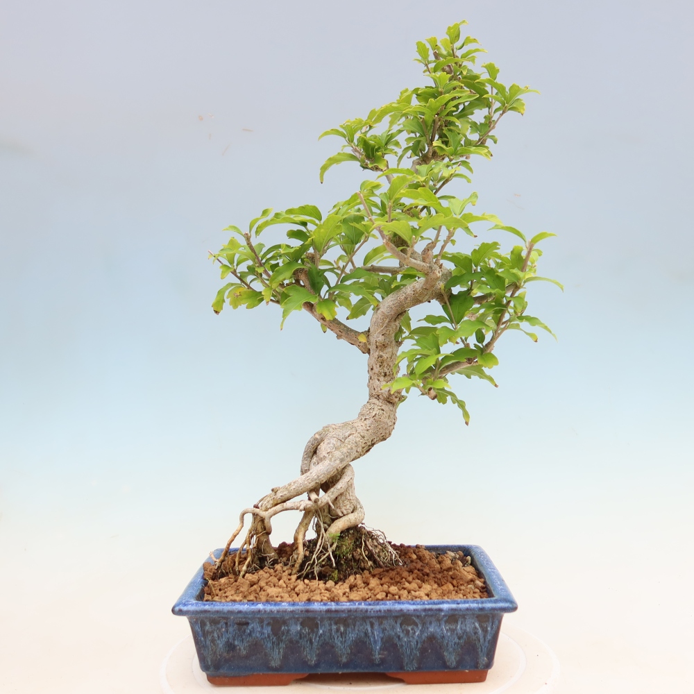 Venkovní bonsai - Hibiscus syriacus - Ibišek syrský