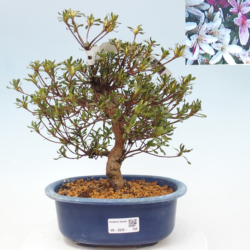 Venkovní bonsai - Japonská azalka - Azalea Ryusen