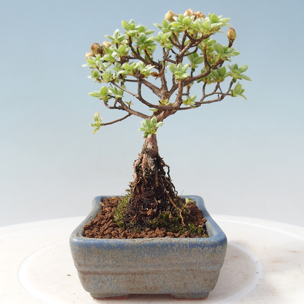 Venkovní bonsai - Rhododendron indicum - Japonská azalka