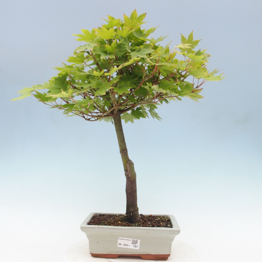 Venkovní bonsai - Javor palmatum katsura GISAN - Javor dlanitolistý