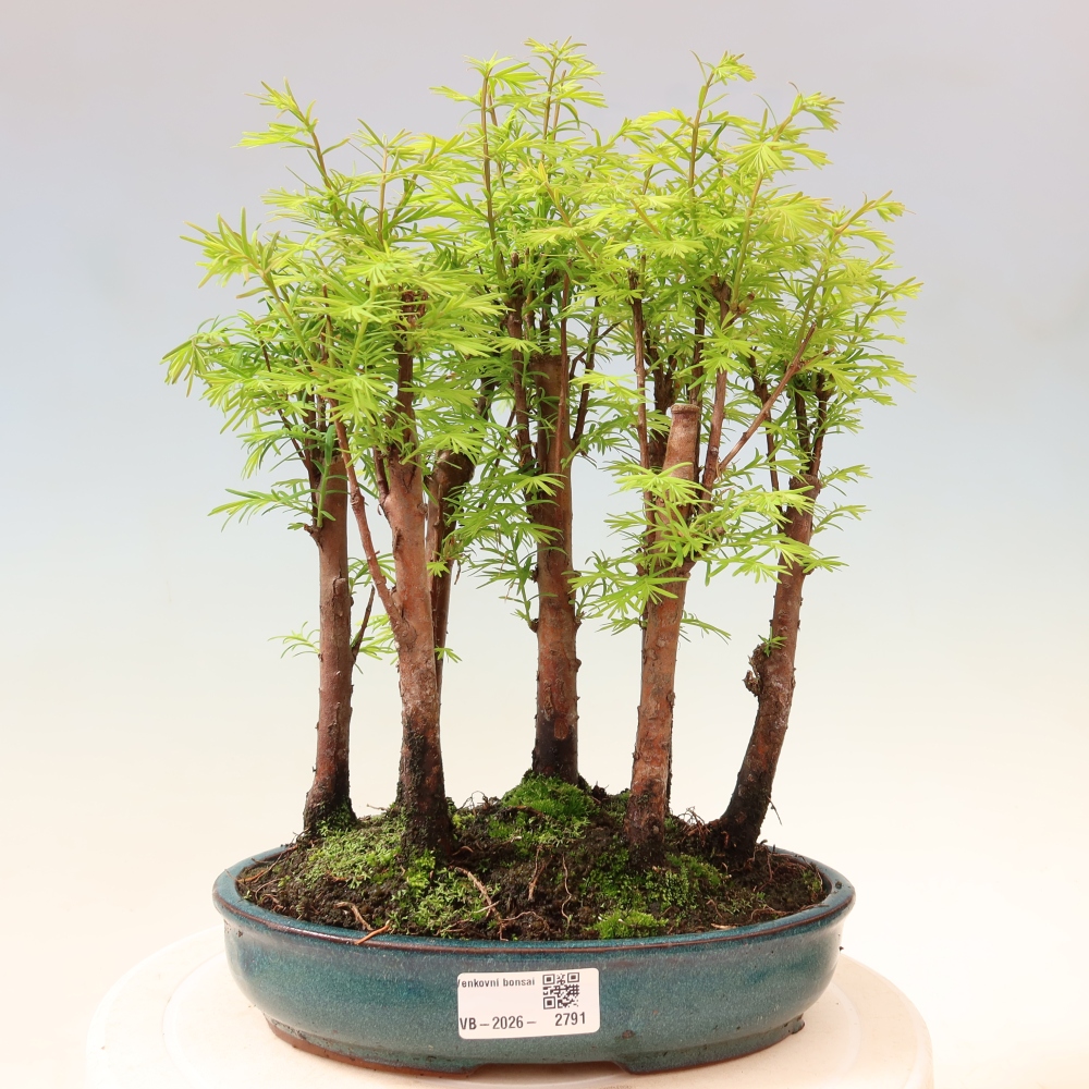 Venkovní bonsai - Metasequoia glyptostroboides - Metasekvoje čínská - lesík