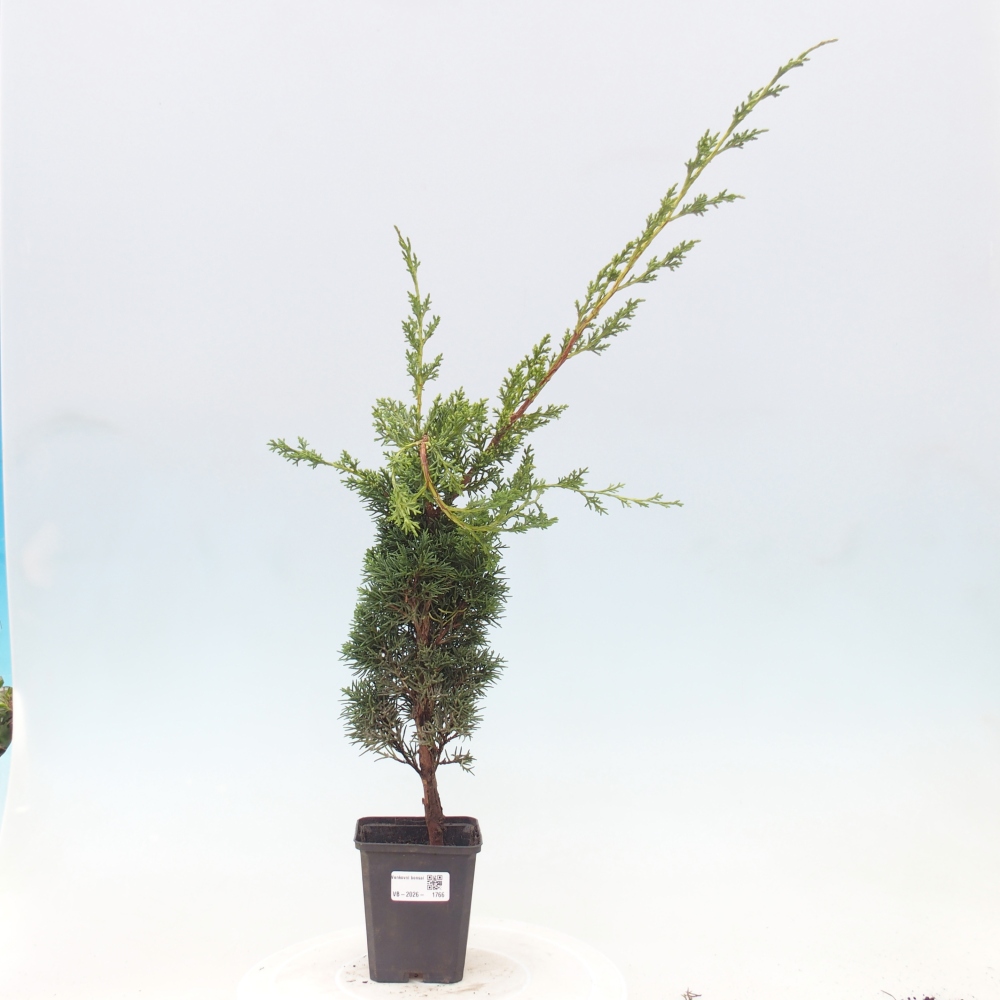 Venkovní bonsai - Juniperus chinensis Kishu -Jalovec čínský