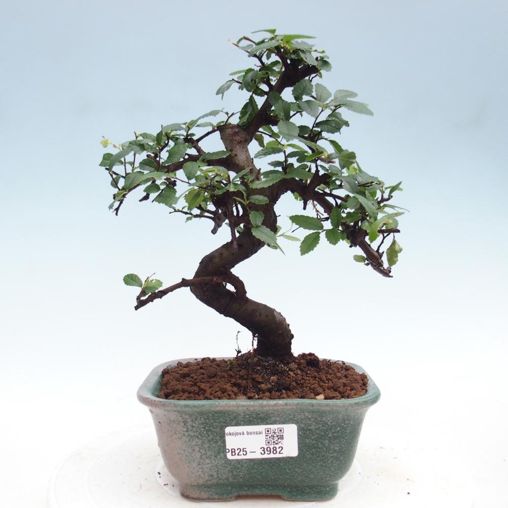 Pokojová bonsai - Ulmus parvifolia - Malolistý jilm