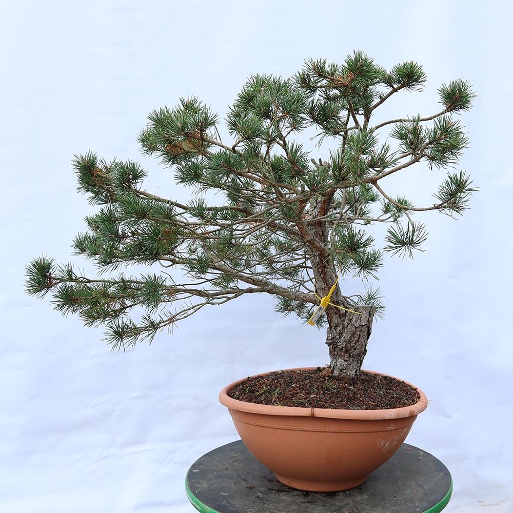 Pinus sylvestris Španělsko - borovice lesní