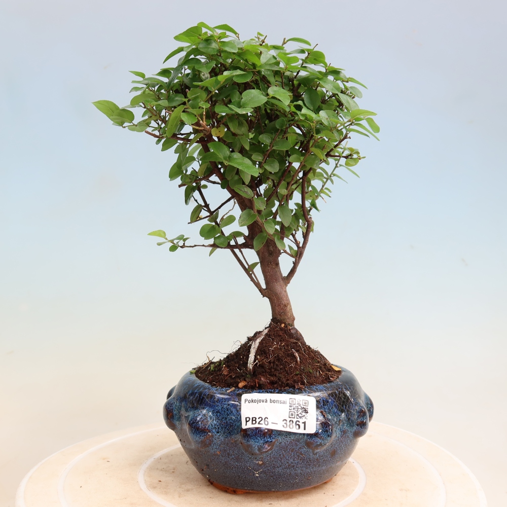 Pokojová bonsai - Sagerécie thea - Sagerécie thea