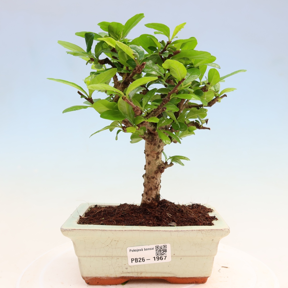 Pokojová bonsai - Carmona macrophylla - Čaj fuki