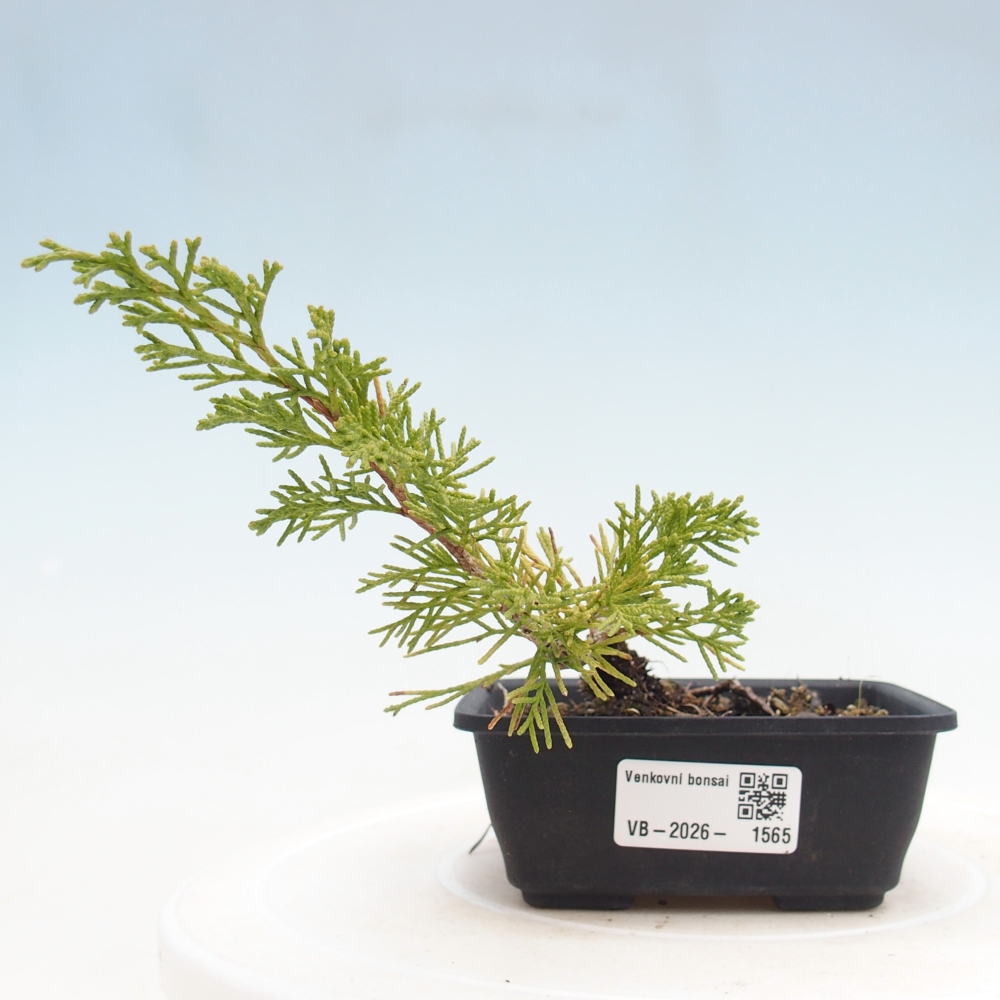 Venkovní bonsai - Juniperus chinensis Itoigawa -Jalovec čínský