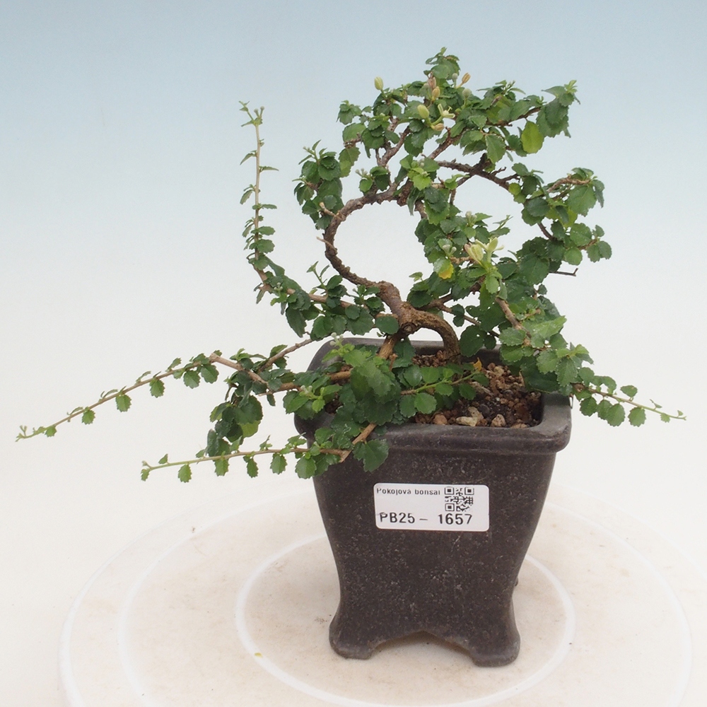 Pokojová bonsai - Grewia sp. - Grewie malolistá