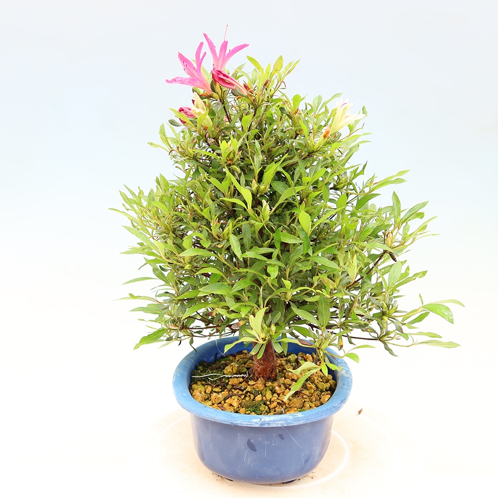 Venkovní bonsai - Japonská azalka - Azalea Ryusen