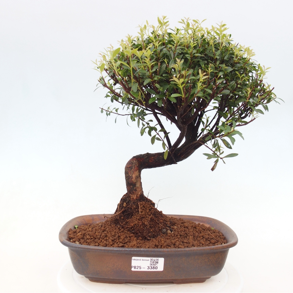 Pokojová bonsai - Syzygium - Pimentovník
