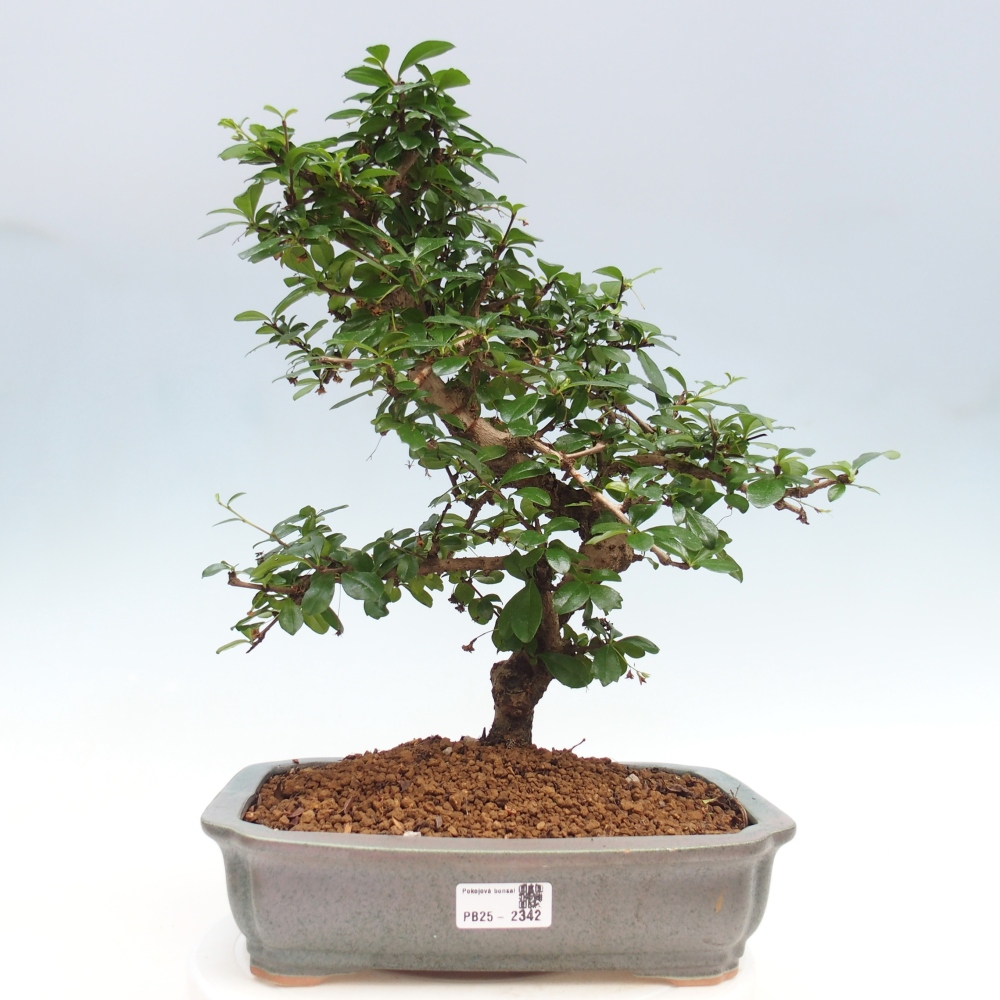 Pokojová bonsai - Carmona macrophylla - Čaj fuki
