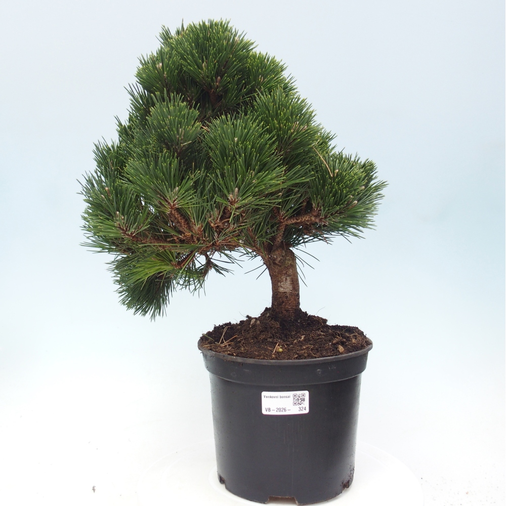 Venkovní bonsai - Pinus thunbergii senjyumaru - Borovice thunbergova