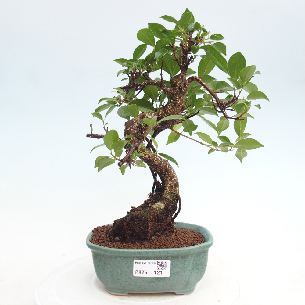 Pokojová bonsai - Ficus retusa -  malolistý fíkus