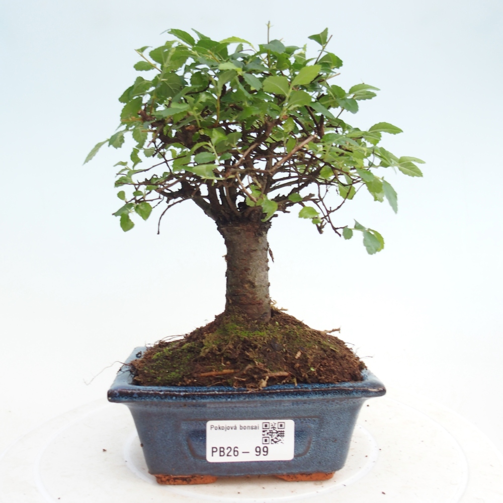Pokojová bonsai - Ulmus parvifolia - Malolistý jilm