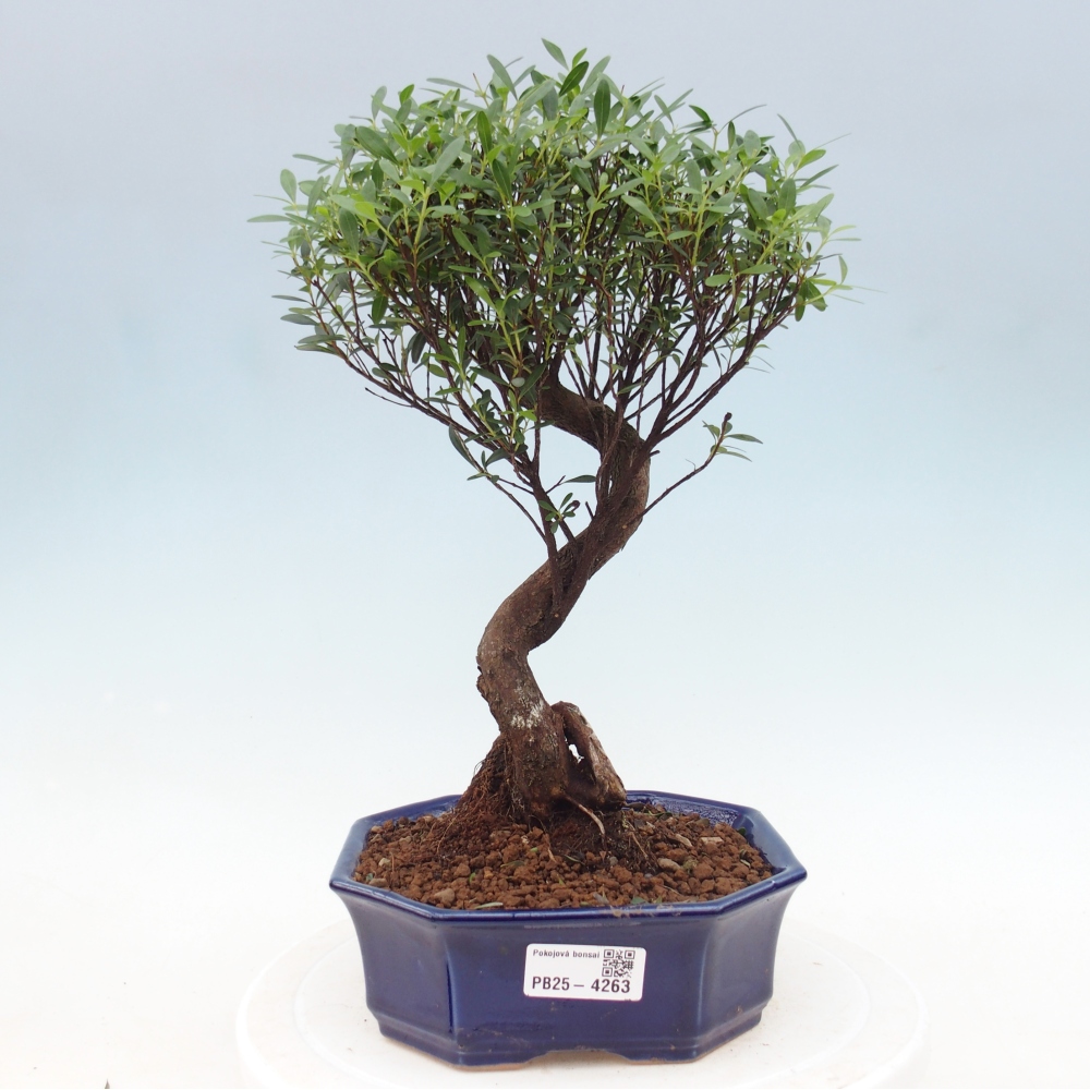 Pokojová bonsai - Syzygium - Pimentovník