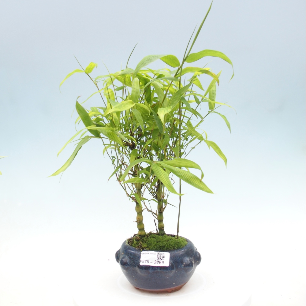 Pokojová bonsai - Bambus budha-Bambus budhovo břicho
