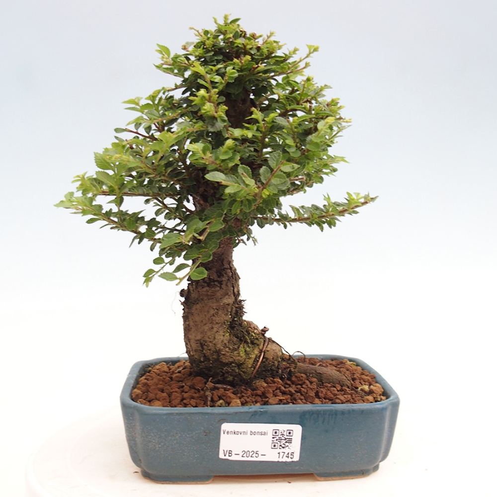 Venkovní bonsai - Ulmus parvifolia Hokkaido - jilm Činski