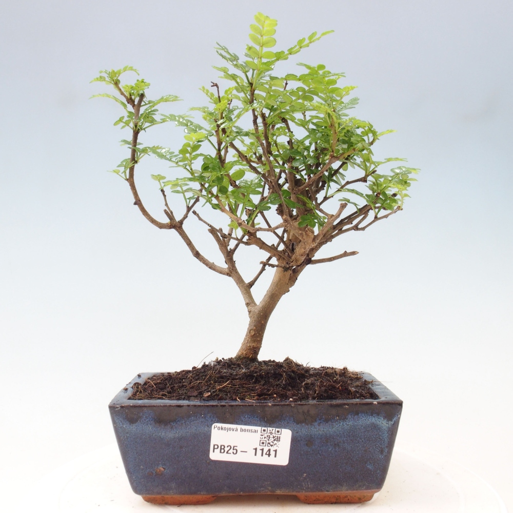 Pokojová bonsai - Zantoxylum piperitum - pepřovník