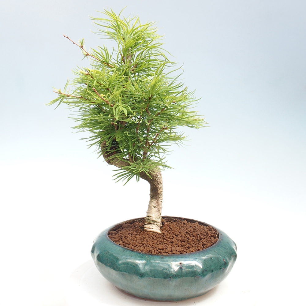 Venkovní bonsai - Pamodřín - Pseudolarix amabis
